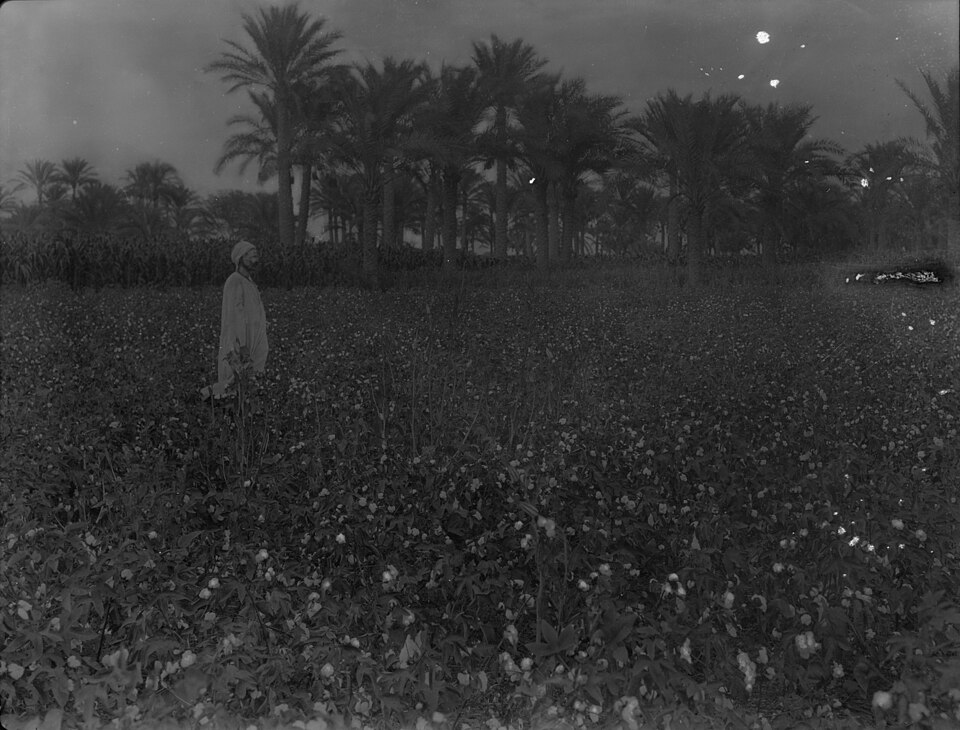 Βαμβακοχώραφο στην Αίγυπτο το 1934