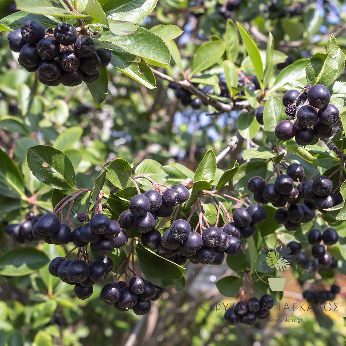 🫐 Αρώνια Μαύρη (Aronia melanocarpa “Viking”) - 2 lt