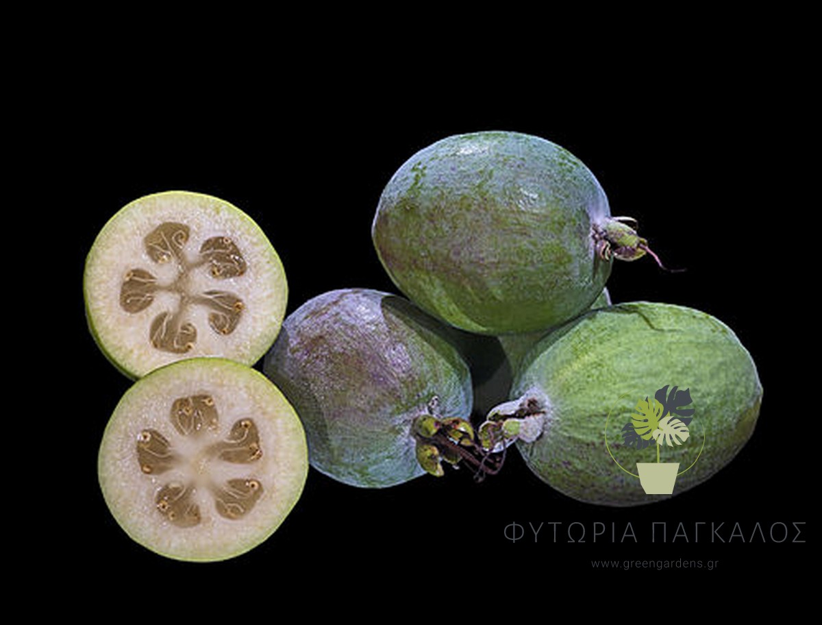🍈 Φεϊζόα (Feijoa / Acca sellowiana) - 2