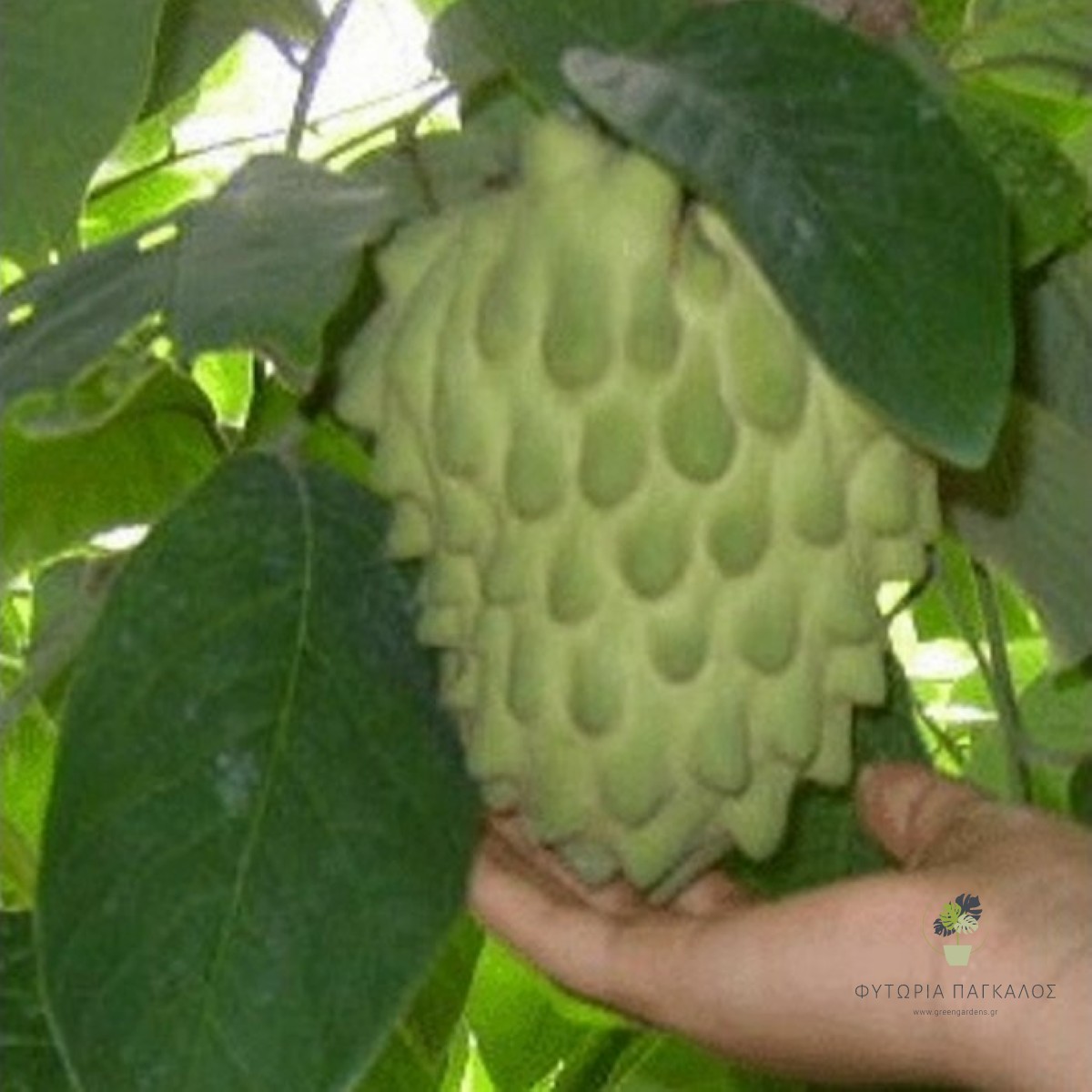 Τσεριμόγια (Annona cherimola) – Εξωτικό Καρποφόρο Δέντρο με Υπέροχη Γεύση - 2
