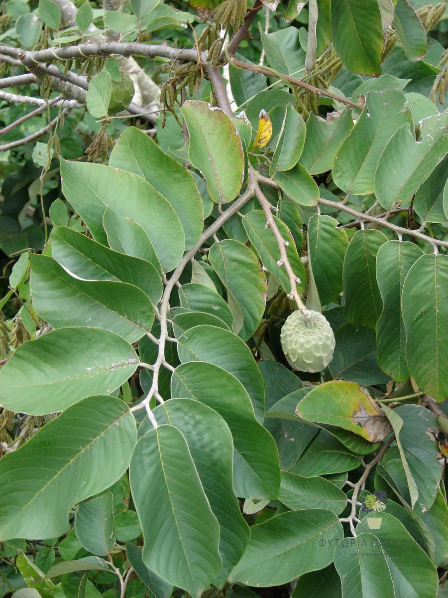 Τσεριμόγια (Annona cherimola) – Εξωτικό Καρποφόρο Δέντρο με Υπέροχη Γεύση - 1