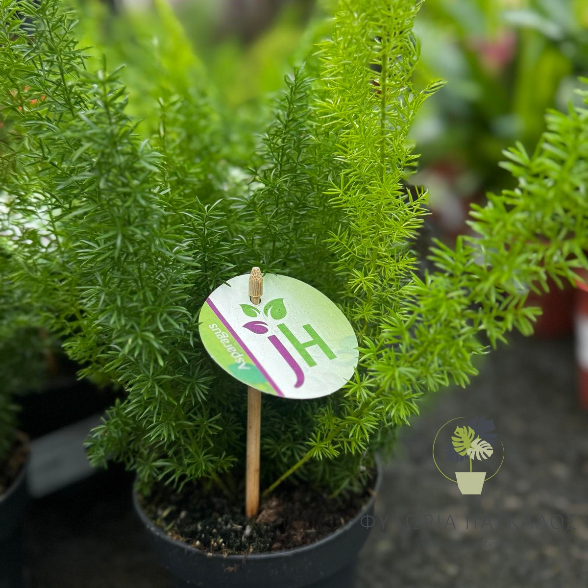 Ασπάραγκος (Asparagus setaceus) | Πράσινο Φυτό Εσωτερικού Χώρου - 12cm