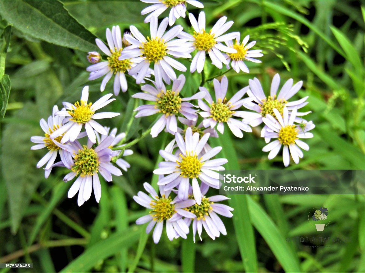 🌸 ΑΣΤΕΡ – Aster sp - 2 lt