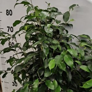 Φίκος Μπέντζαμιν (Ficus benjamina) - 3 lt
