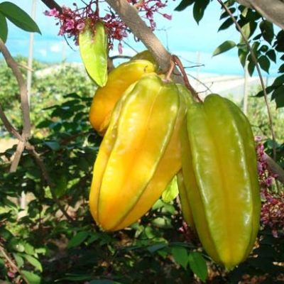 Carambolas (Φρούτο Αστέρι) - 5 lt