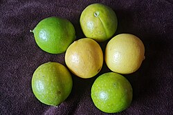 Λάιμ (Μοσχολέμονο) (Citrus aurantifolia) - 2