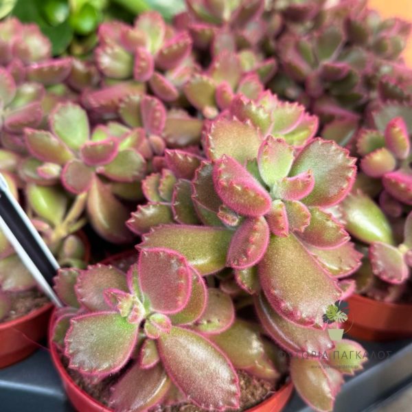 🌵 ΚΟΤΥΛΕΔΩΝ – Cotyledon sp - 2