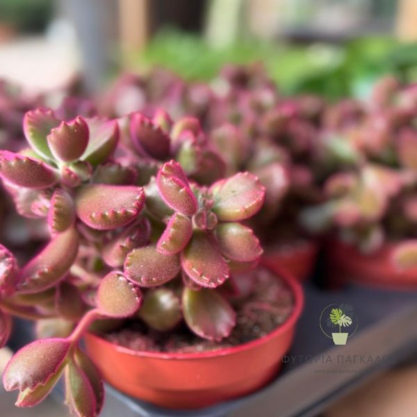 🌵 ΚΟΤΥΛΕΔΩΝ – Cotyledon sp - 3