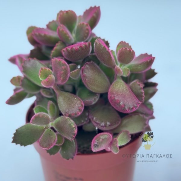 🌵 ΚΟΤΥΛΕΔΩΝ – Cotyledon sp - 12cm