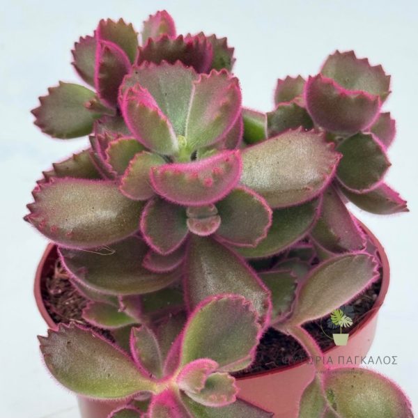 🌵 ΚΟΤΥΛΕΔΩΝ – Cotyledon sp - 4