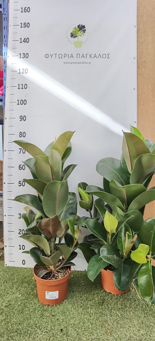 Φίκος Ελάστικα (Ficus elastica) - 3