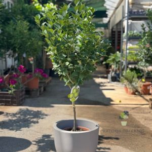 🌿 Εσπεριδοειδή νάνα σε γλάστρα - Καλλωπιστικά & Αρωματικά φυτά για μπαλκόνι