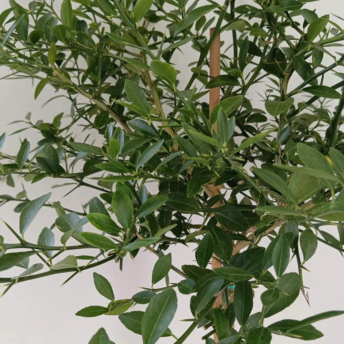 ΦΙΝΓΚΕΡ ΛΑIΜ  (Citrus australasica) - 3 lt