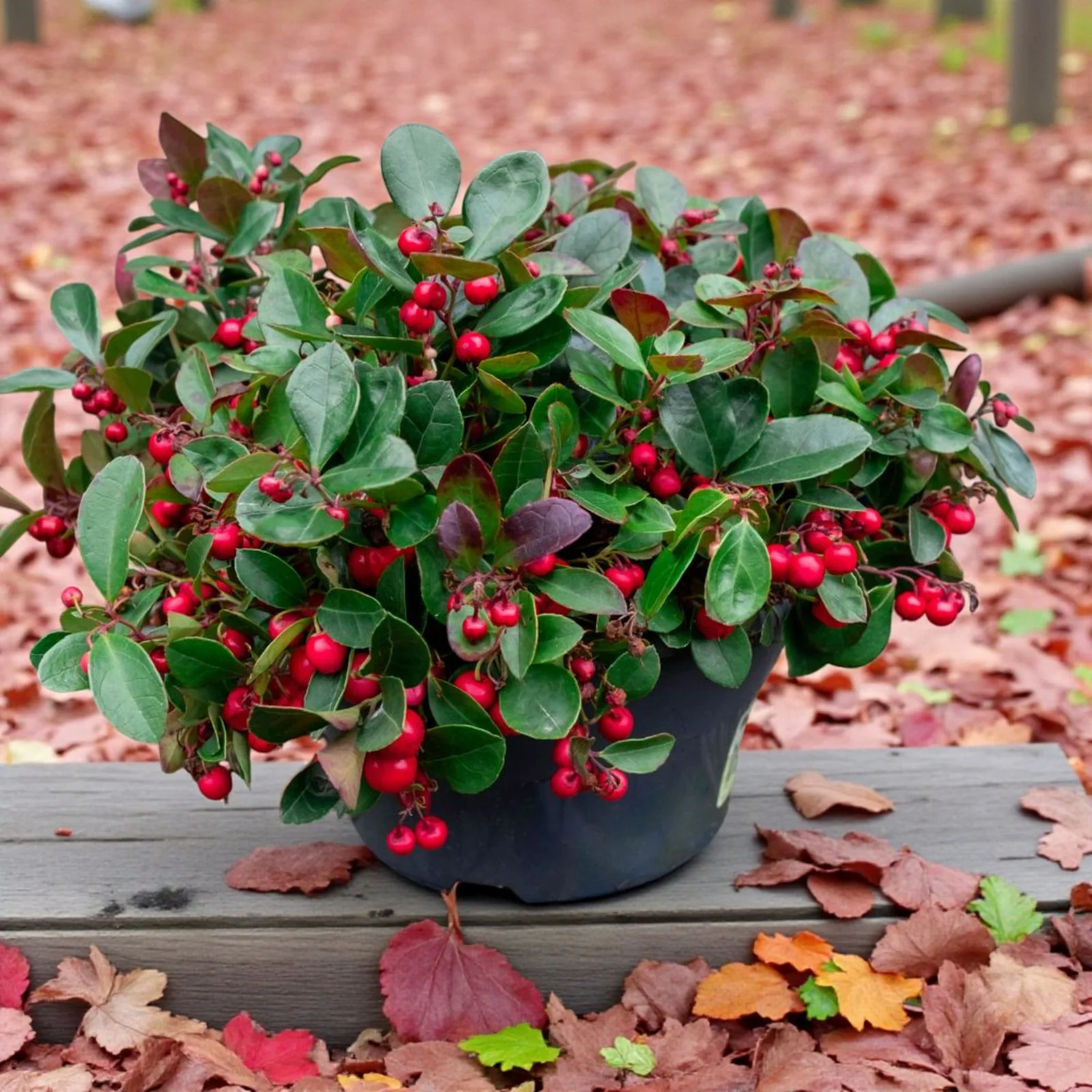 ΓΚΟΛΤΕΡΙΑ – Gaultheria sp - 1