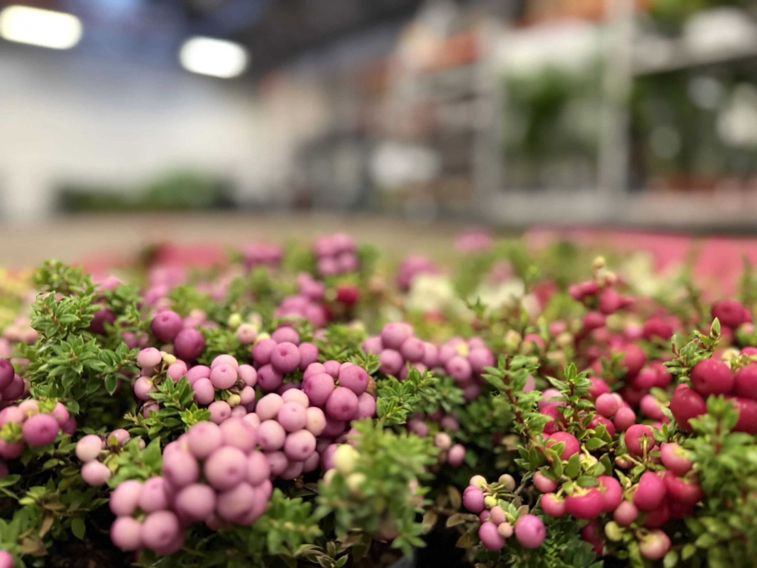 ΓΚΟΛΤΕΡΙΑ – Gaultheria sp - 2