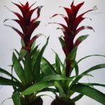 Γκουσμάνια – Guzmania sp  - 12cm