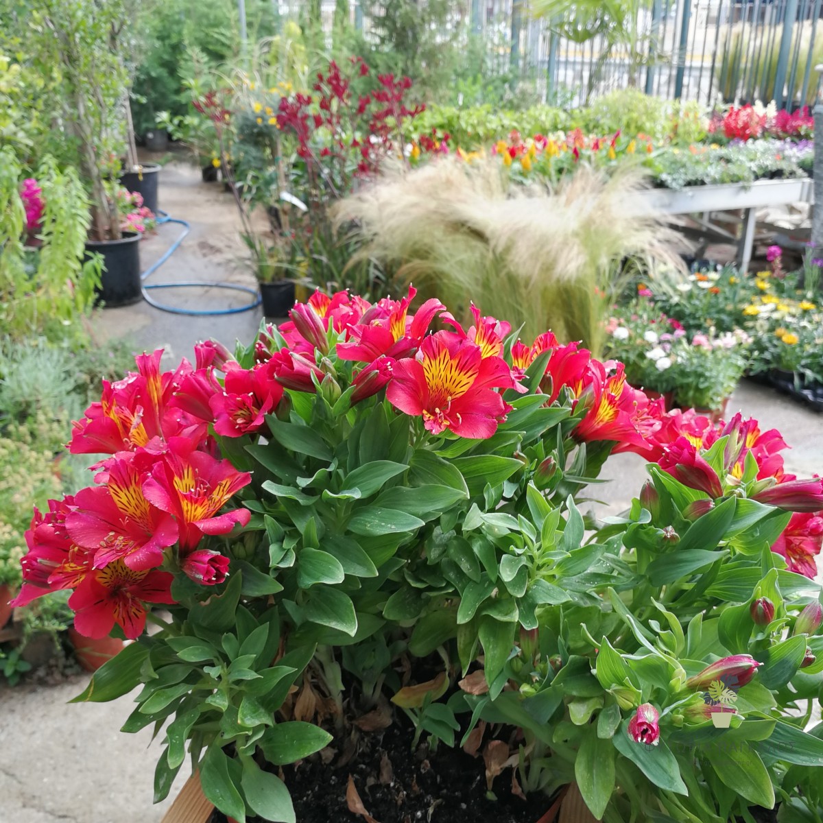 ΑΛΣΤΡΟΜΕΡΙΑ – Alstroemeria - 4