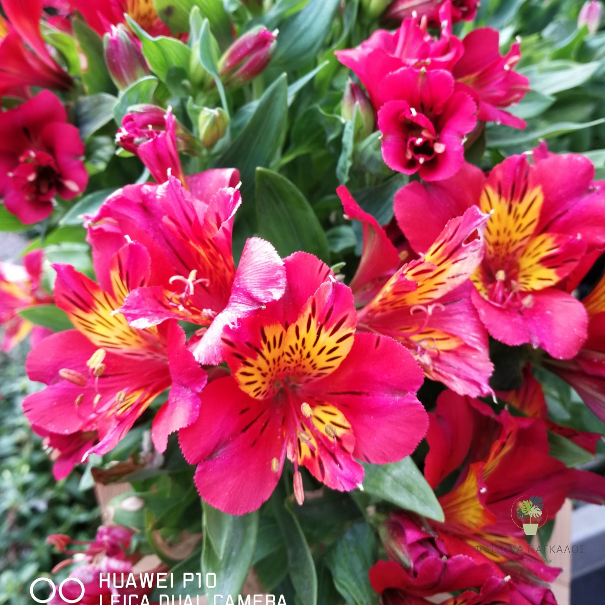 ΑΛΣΤΡΟΜΕΡΙΑ – Alstroemeria - 3