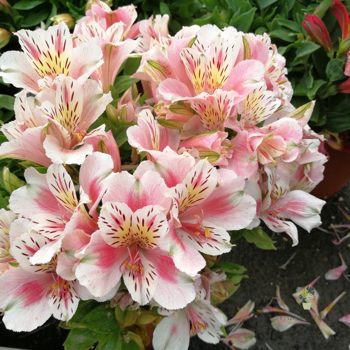 ΑΛΣΤΡΟΜΕΡΙΑ – Alstroemeria - 2