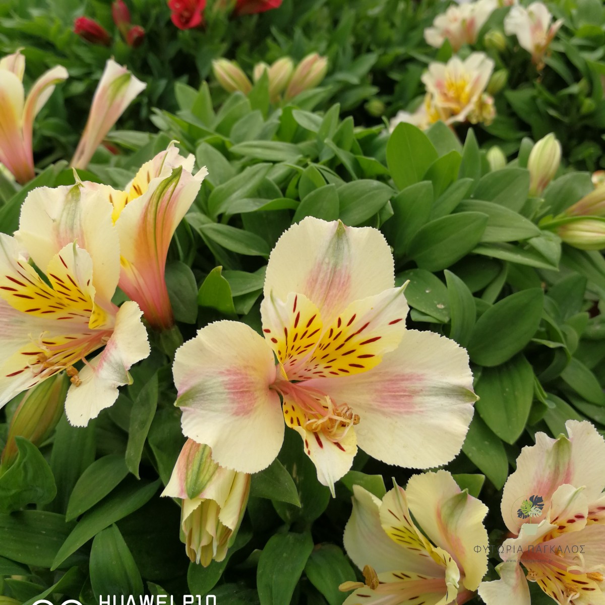 ΑΛΣΤΡΟΜΕΡΙΑ – Alstroemeria - 5