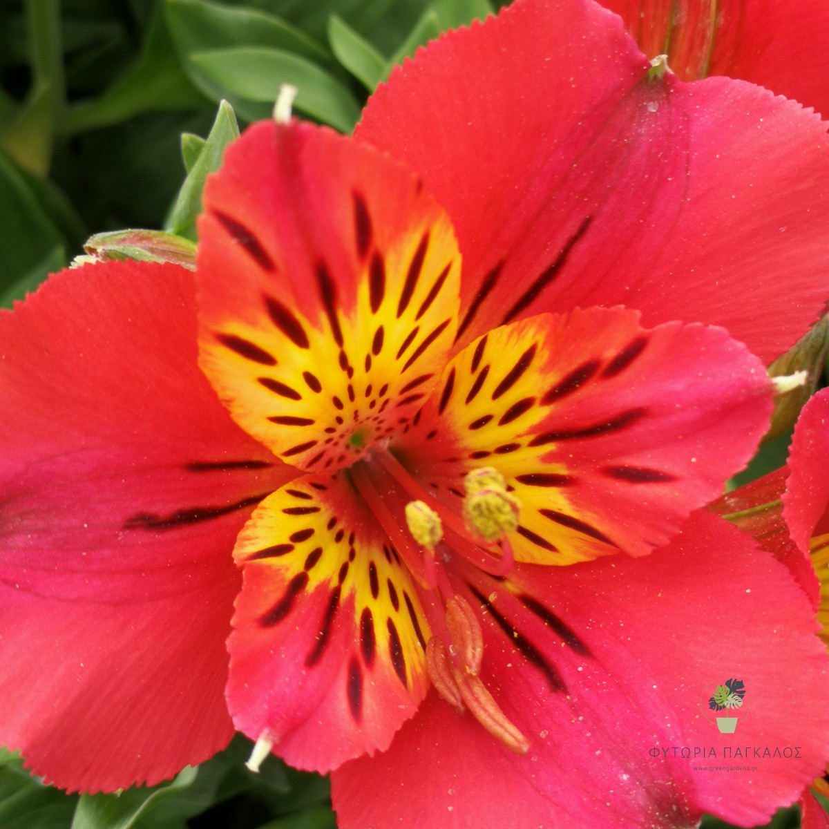 ΑΛΣΤΡΟΜΕΡΙΑ – Alstroemeria - 1