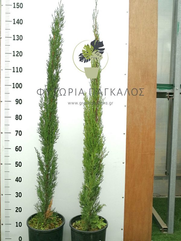 Κυπαρίσσι Τότεμ (Cupressus sempervirens totem) - 