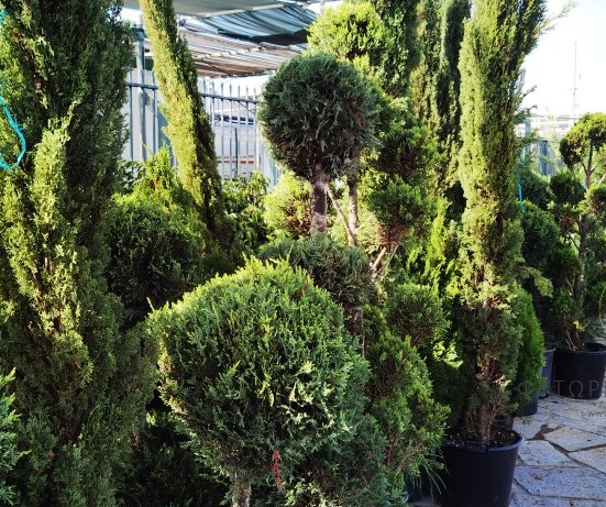 Κυπαρίσσι Λέϋλαντ (Cupressus leylandii) - 