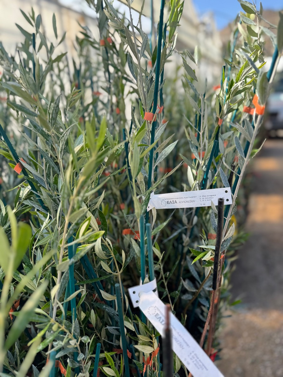 Eλιά Κορωνέικη - 