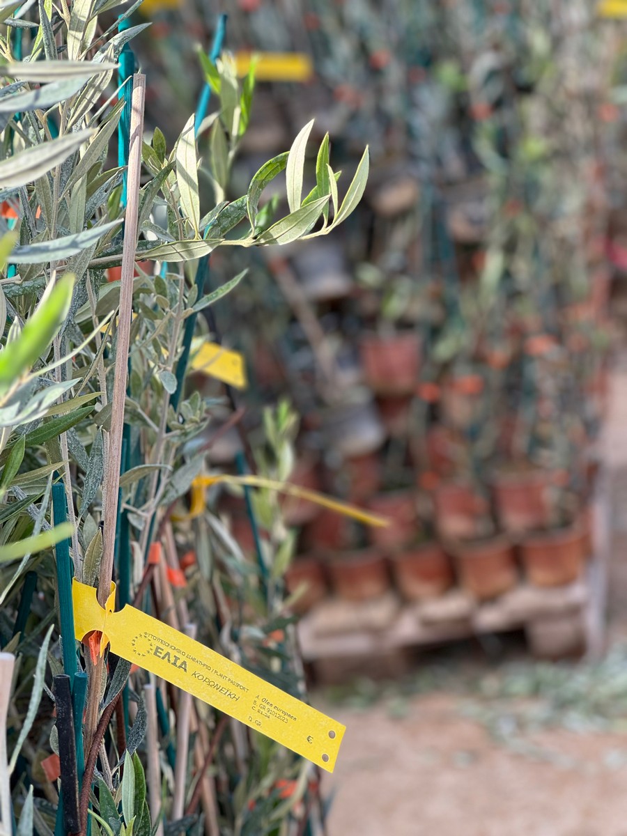 Κορωνέικη Ι 38 – Ποικιλία Ελιάς για Πυκνή Φύτευση - 3