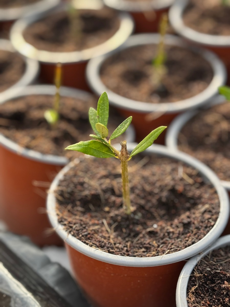 Κορωνέικη Ι 38 – Ποικιλία Ελιάς για Πυκνή Φύτευση - 4