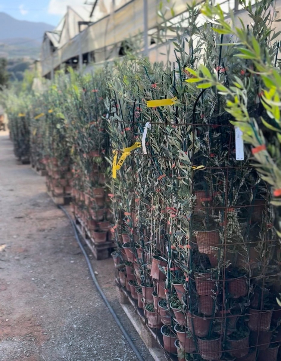 Eλιά Κορωνέικη - 3