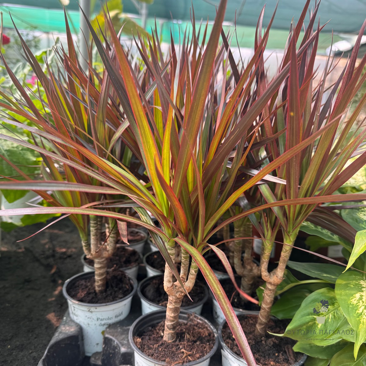 Dracaena Marginata Μαρτζινάτα - 3