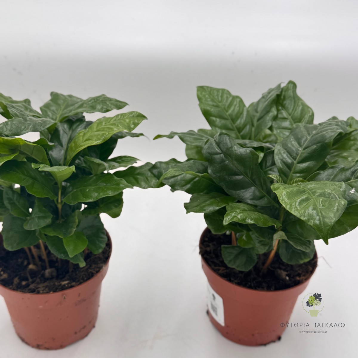 Καφεόδενδρο (Coffea arabica) - 1