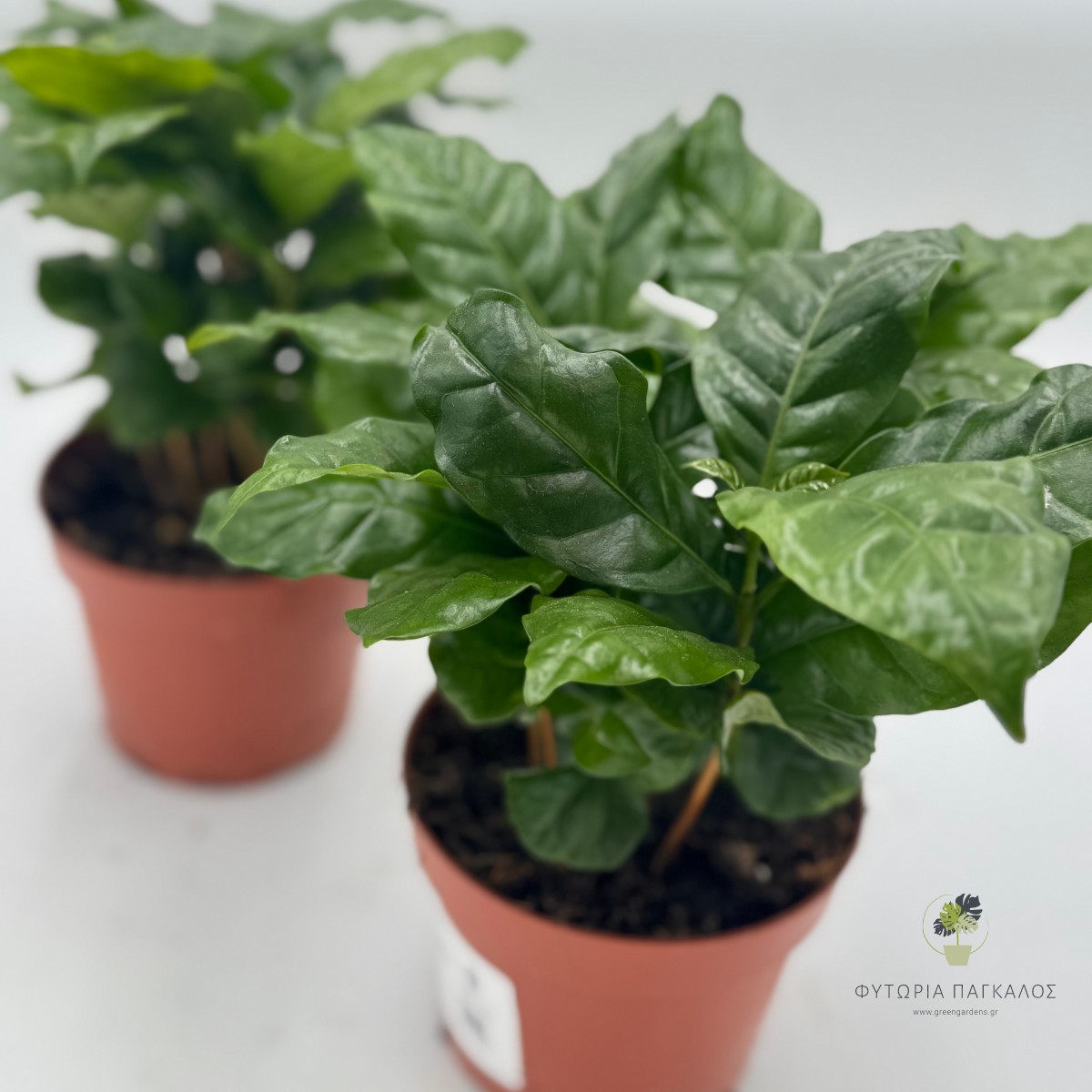 Καφεόδενδρο (Coffea arabica) - 2