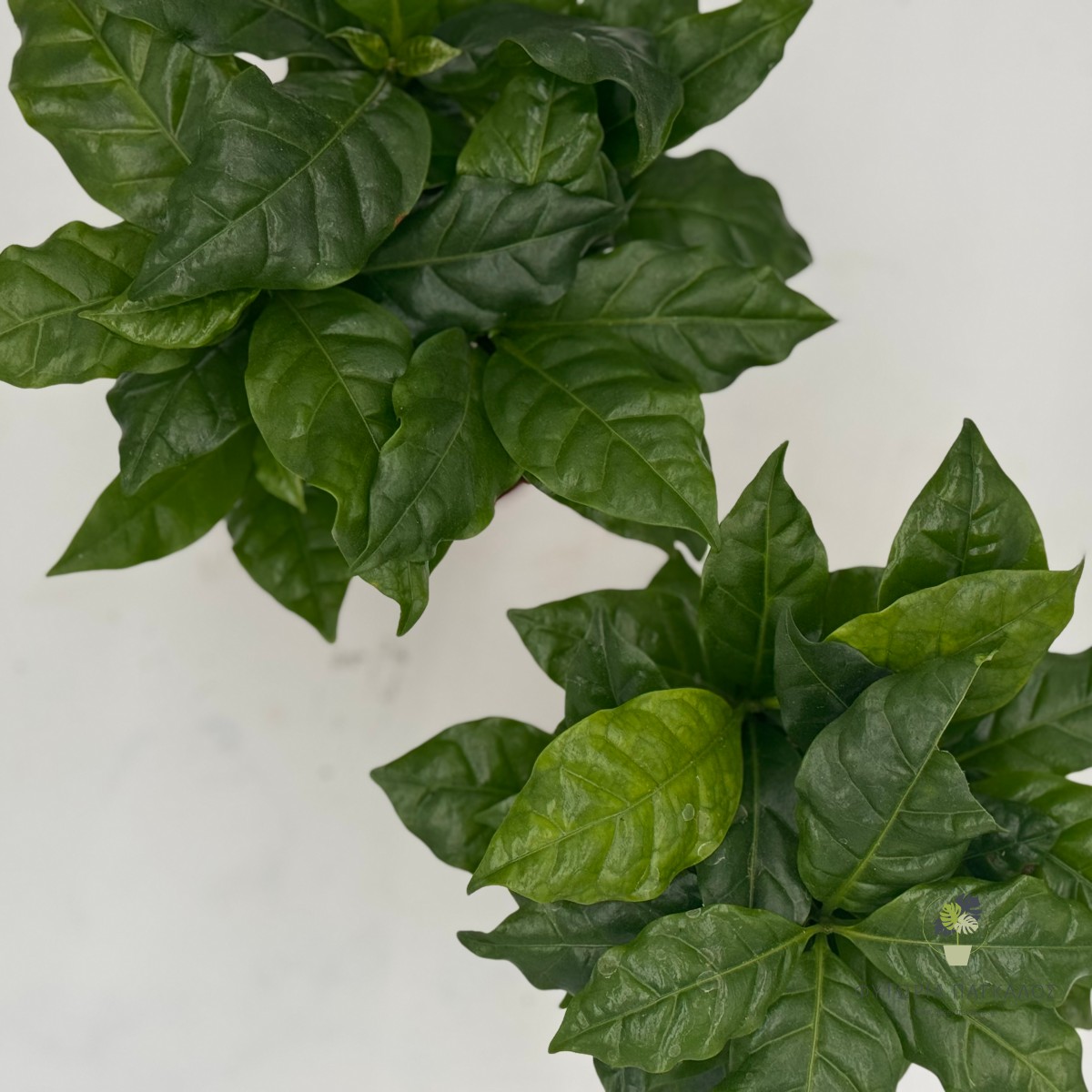 Καφεόδενδρο (Coffea arabica) - 3