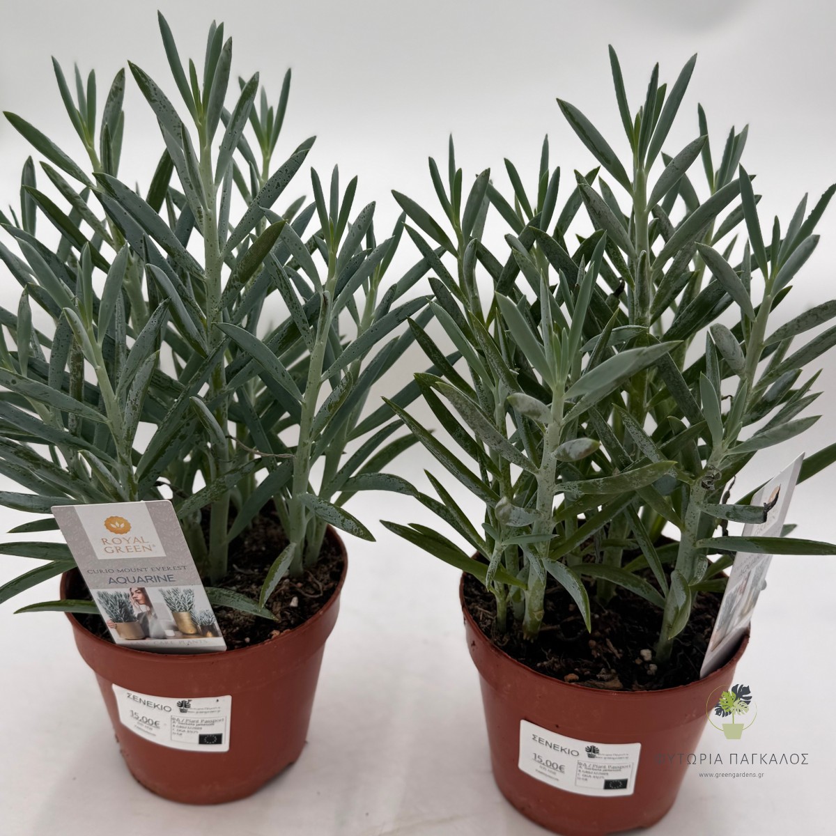 Σενέκιο (Senecio sp) - 15 cm