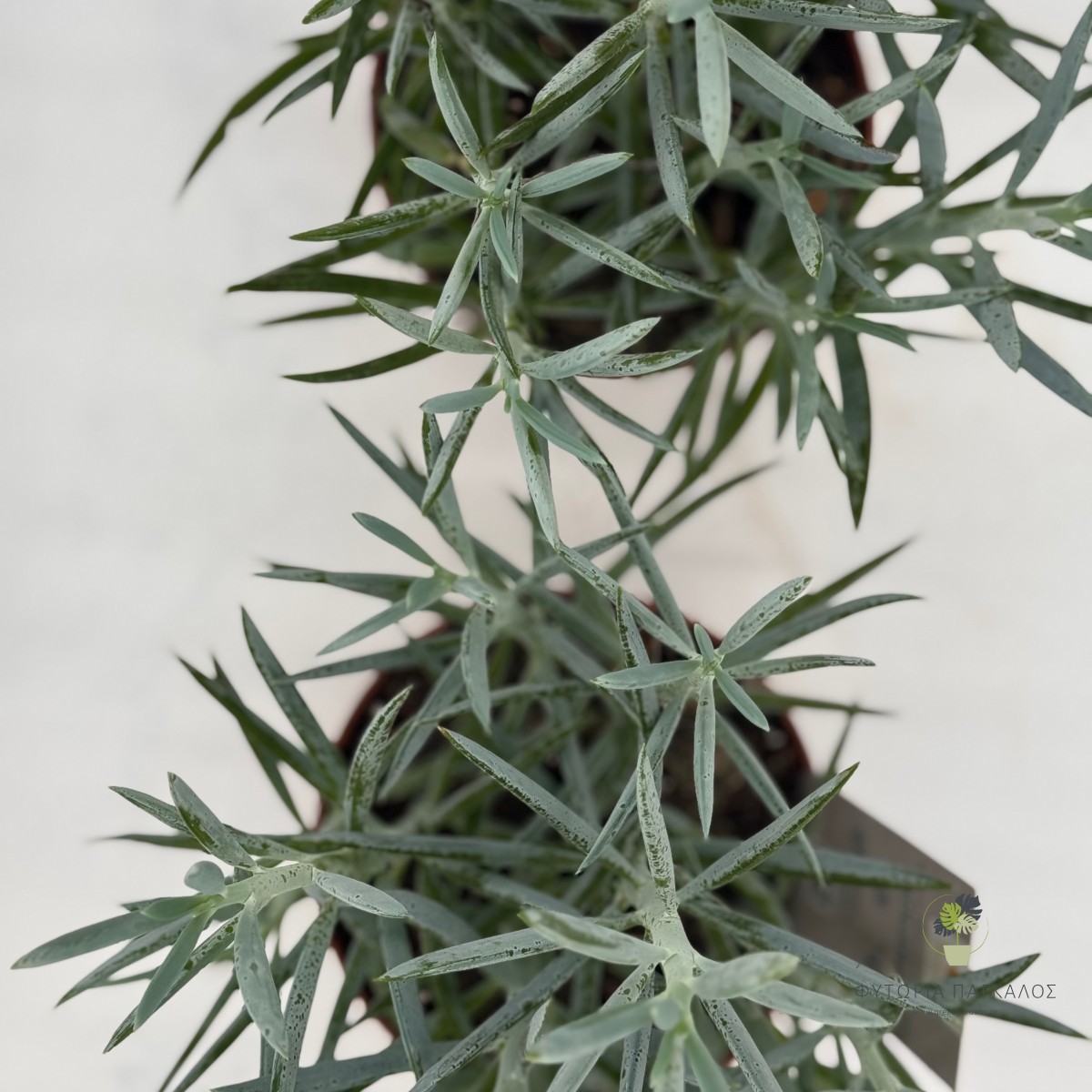 Σενέκιο (Senecio sp) - 2