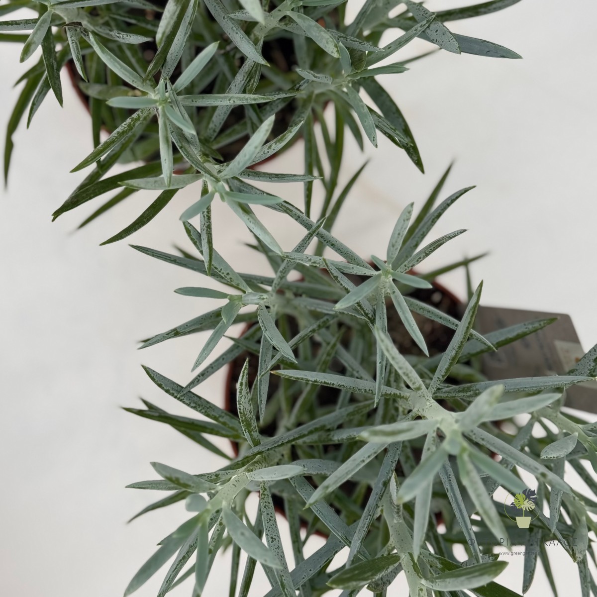 Σενέκιο (Senecio sp) - 3