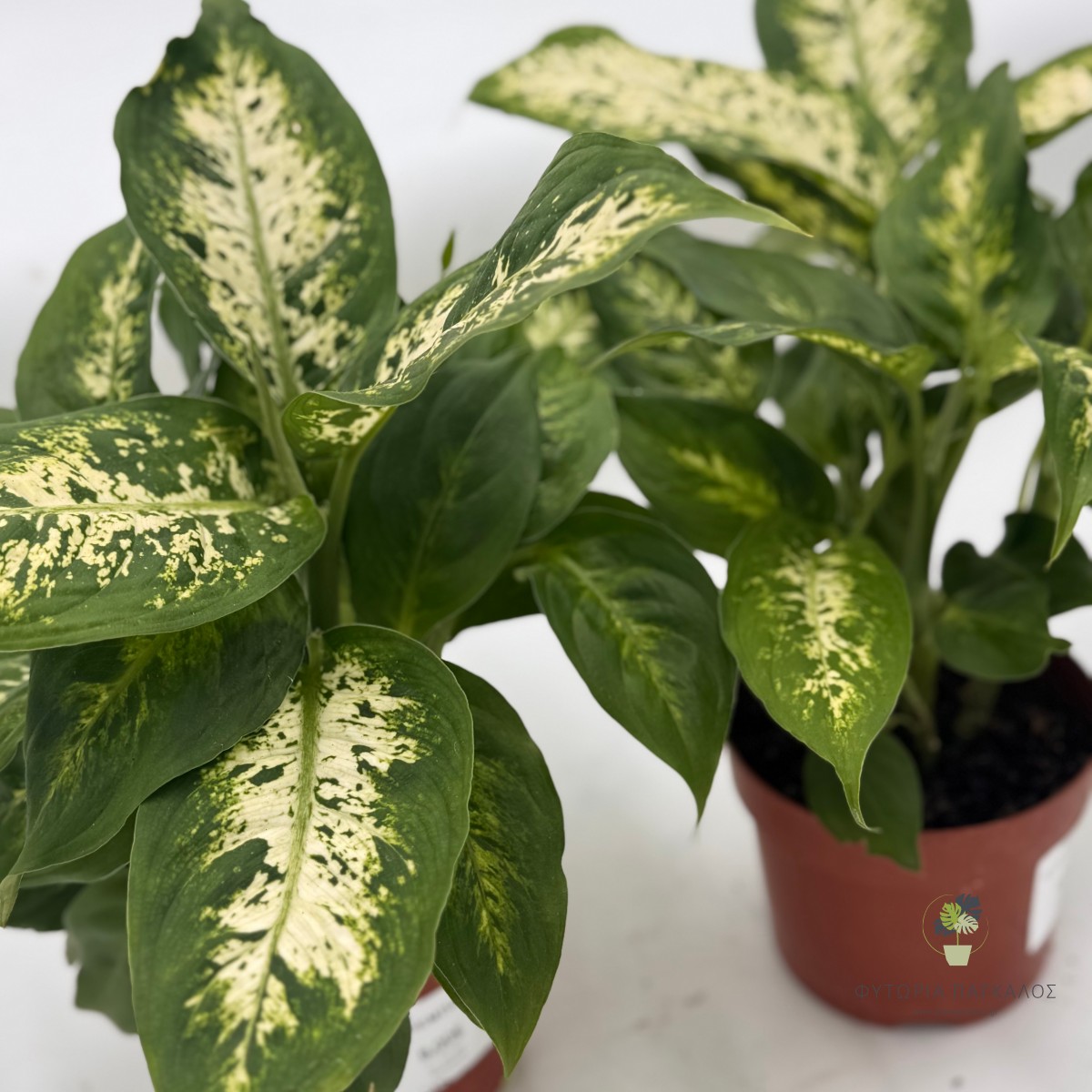 Ντιφενμπάχια (Dieffenbachia) - 11 cm