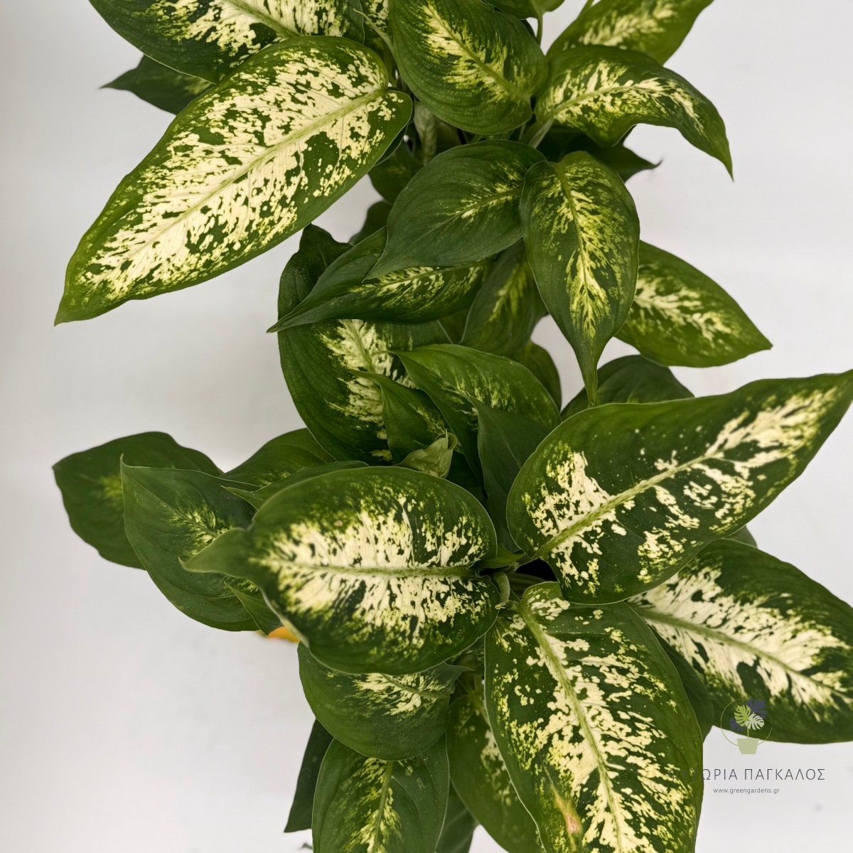 Ντιφενμπάχια (Dieffenbachia) - 2