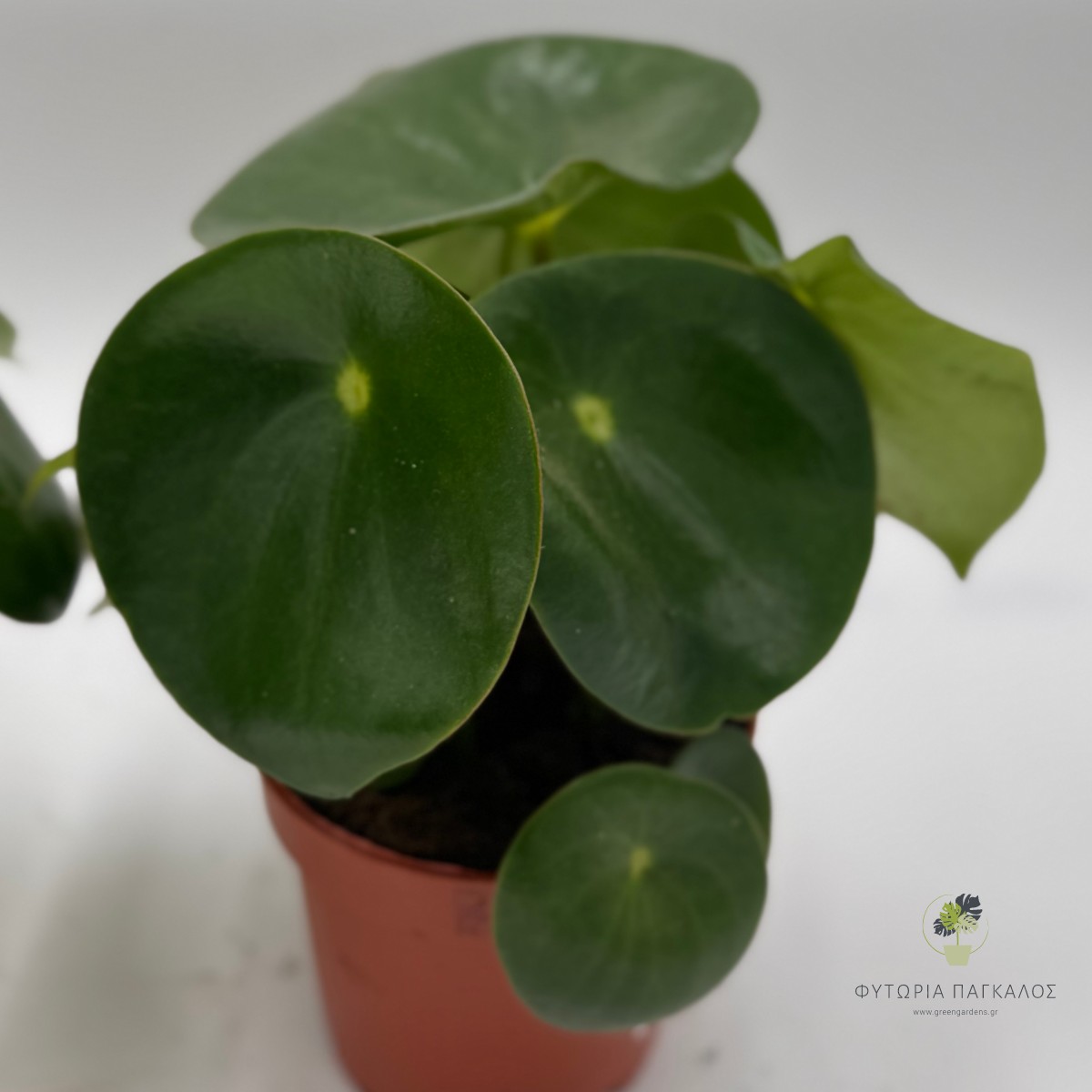 Πεπερόμια (Peperomia spp.) - 12cm