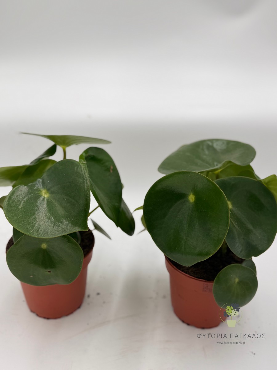 Πεπερόμια (Peperomia spp.) - 2