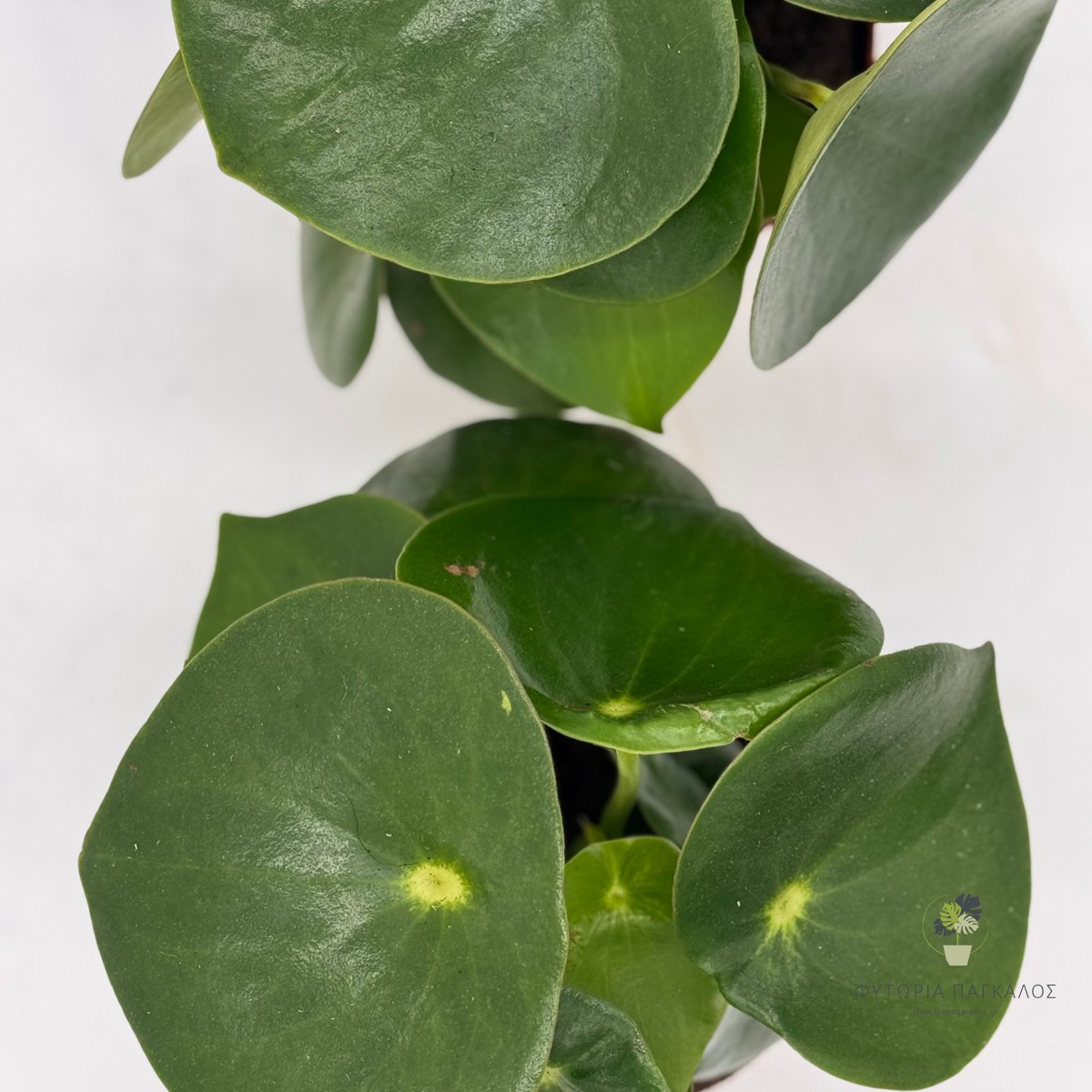 Πεπερόμια (Peperomia spp.) - 3