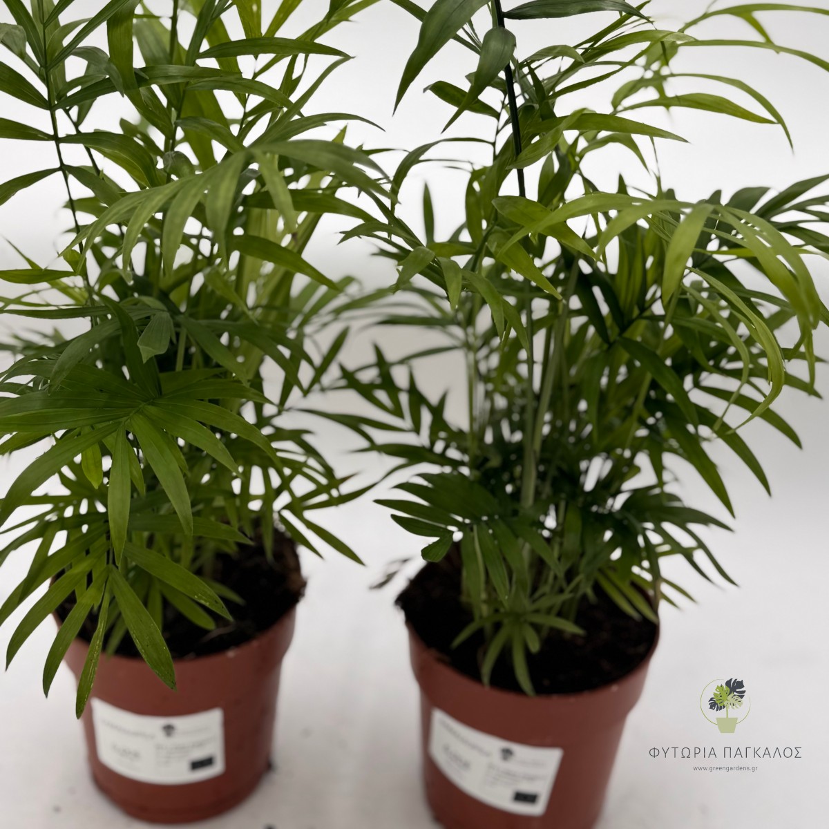 Χαμαιδωρέα - Chamaedorea elegans - 12cm