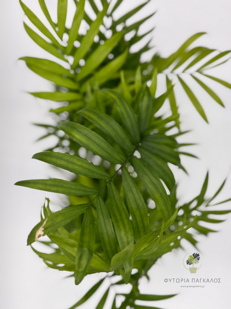 Χαμαιδωρέα - Chamaedorea elegans - 2