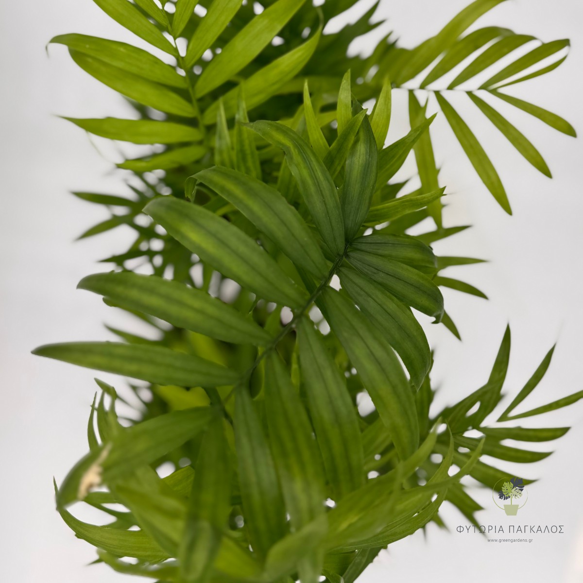 Χαμαιδωρέα - Chamaedorea elegans - 3