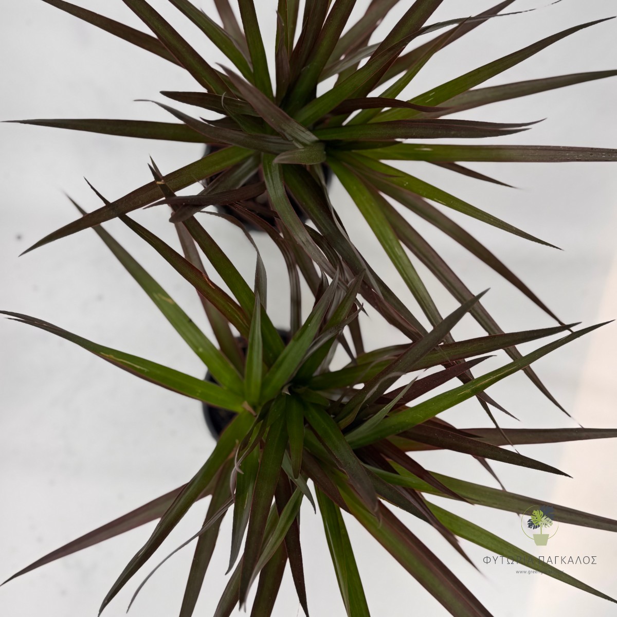 Dracaena Marginata Μαρτζινάτα - 2