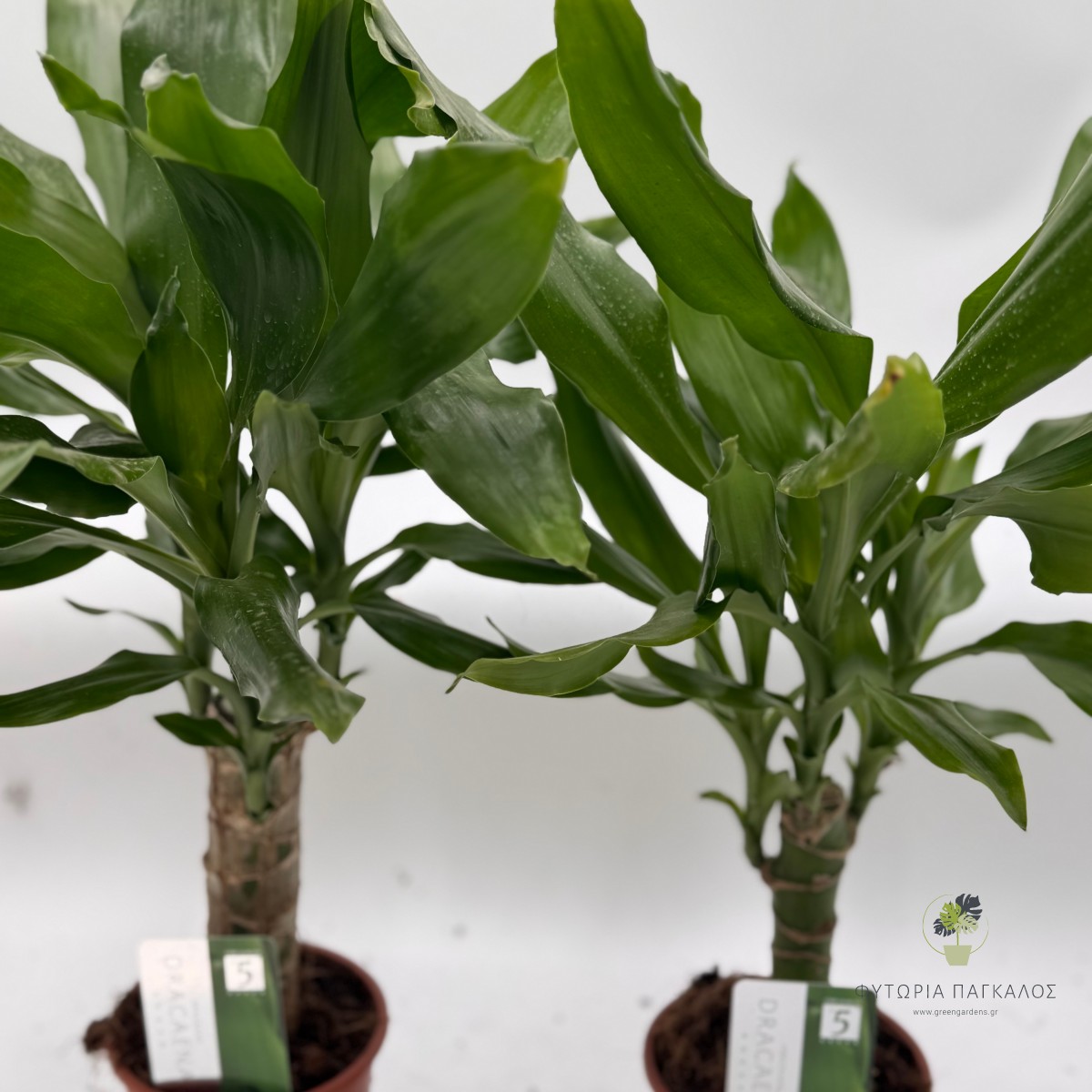 Dracaena Marginata Μαρτζινάτα - 4