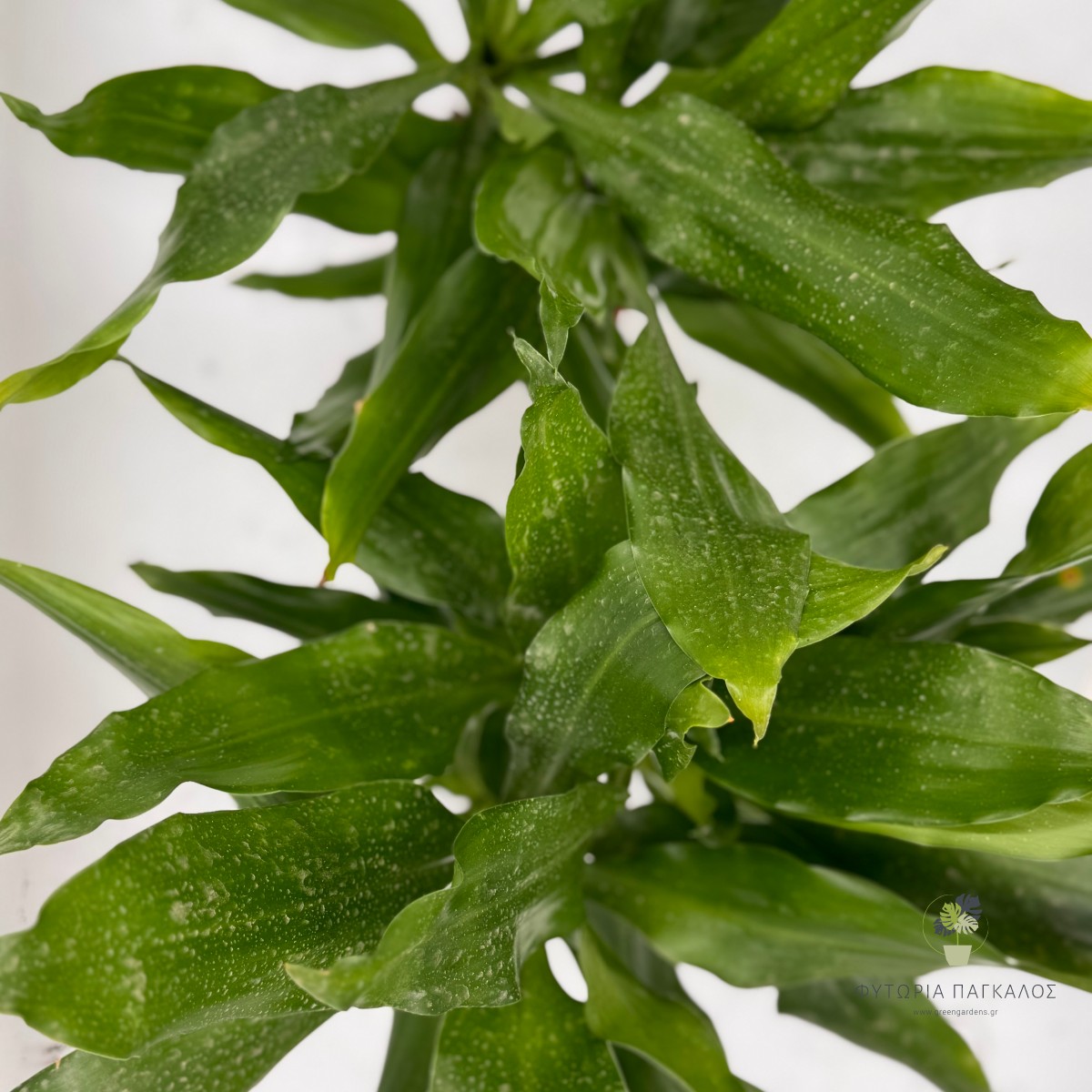 Dracaena Marginata Μαρτζινάτα - 5