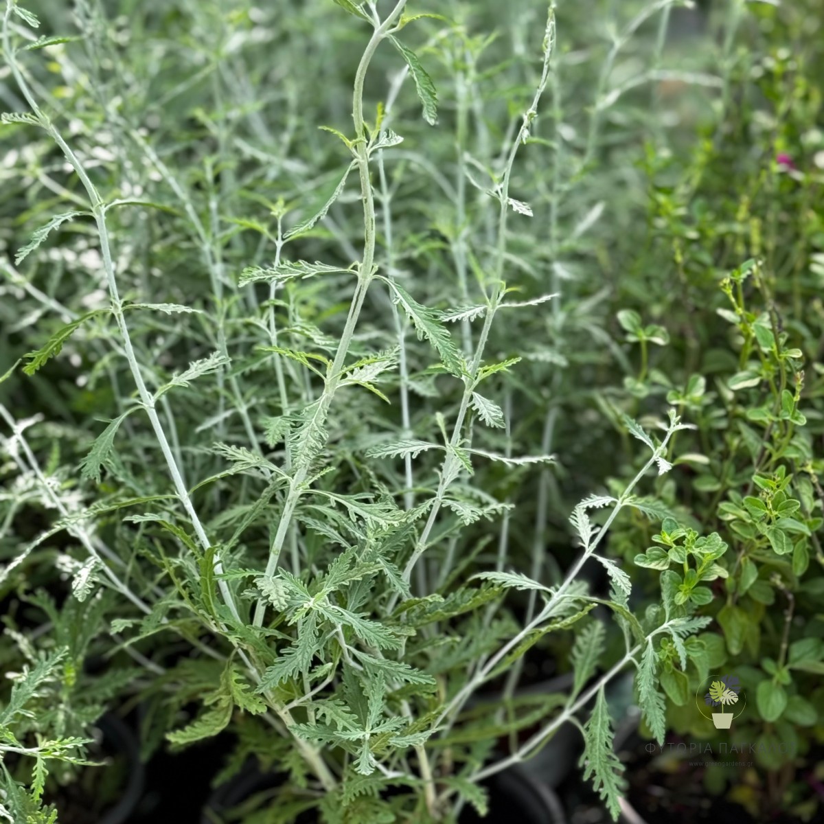 Περόβσκια (Perovskia atriplicifolia) | Ανθεκτικός Θάμνος με Μπλε Ανθοφορία - 2 lt